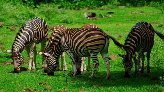 A small herd of zebras on green grass 
