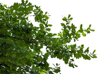 Fototapeta premium Photograph of a natural green spring oak branch during flowering