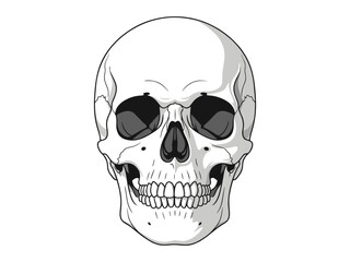 Obraz premium Human skull vector illustration on white background