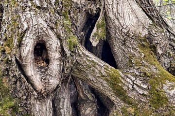 Obraz premium A large tree displays hollow openings and rough bark. It stands in a forest setting with patches of moss in the early spring sunlight. Birds can be nearby