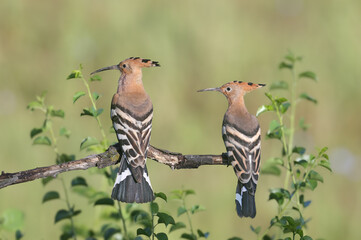 A detailed portrait of two Eurasian Hoopoes (Upupa epops) sitting side by side, isolated on a blurred background. © VOLODYMYR KUCHERENKO