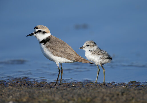 Close-up of a male Kentish Plover (Charadrius alexandrinus) with its fledgling on a sandy shore.