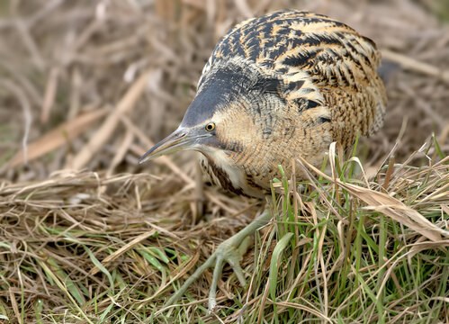 Great bittern close up portrait.