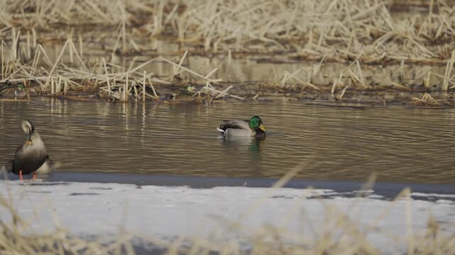 Mallard Duck Flapping Wings and Splashing Water on Winter Lake 4K HDR