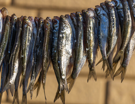 Fresh sardines hang drying in natural sunlight