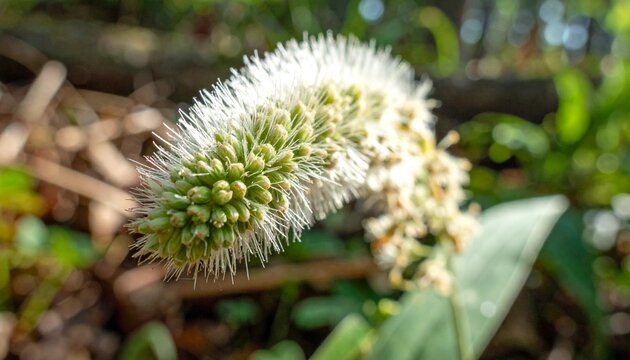 Wood Millet Grass Seed Head Close-Up in Forest Understory Soft Natural Light Macro