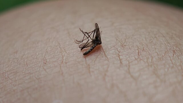 The mosquito lies dead on the skin.