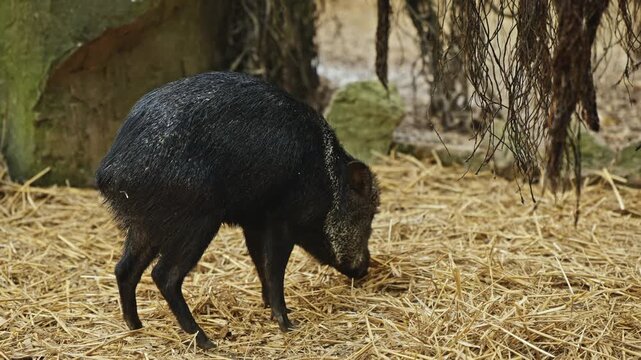 Wild Peccary Foraging on Forest Floor in Natural Habitat