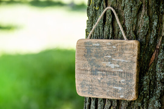 Rustic old wooden empty board hangs on tree offers empty copyspace