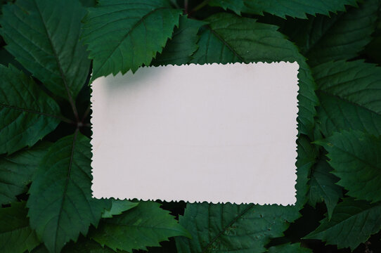 Vintage empty paper lies on green leaves of a plant, creating a rustic and natural background. The weathered sheet blends with botanical foliage