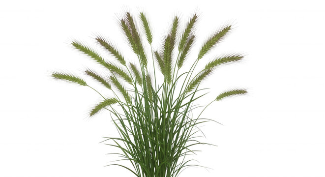 A cluster of green foxtail grass with fluffy, white-tipped seed heads isolated against a solid black background