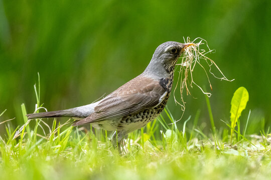 Fieldfare Gathering Grass On Lawn