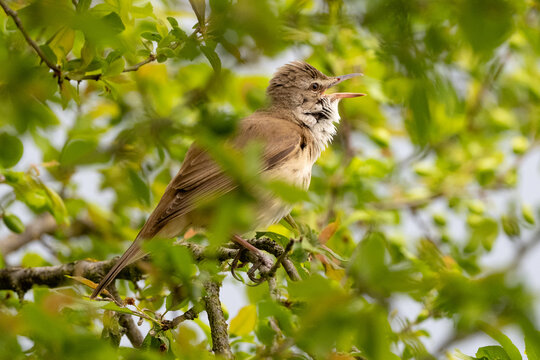 Common Reed Warbler