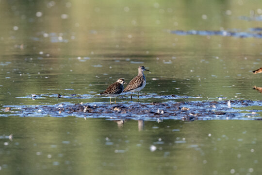 Two Wood Sandpipers Searching For Food