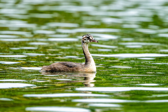 Crested Grebe Chick In Lake