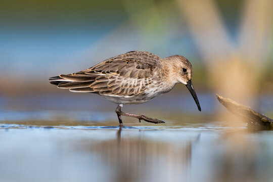 Dunlin Searching For Food