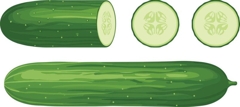 Fresh green cucumber vector illustration collection featuring a whole vegetable, chopped half, and round slices isolated on a transparent background