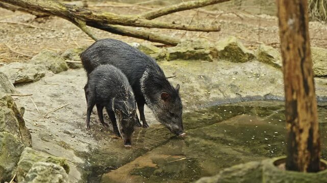 Wild Peccary Mother and Baby Drinking Water in Natural Habitat