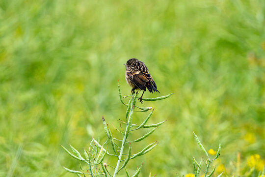 Baby European Stonechat Chirping And Hopping