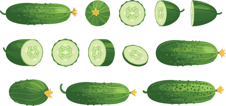 Fresh green cucumber vector illustration set featuring whole gherkins with yellow blossoms and round cross section slices for healthy salad recipes.