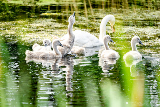 Mute Swan With Chicks