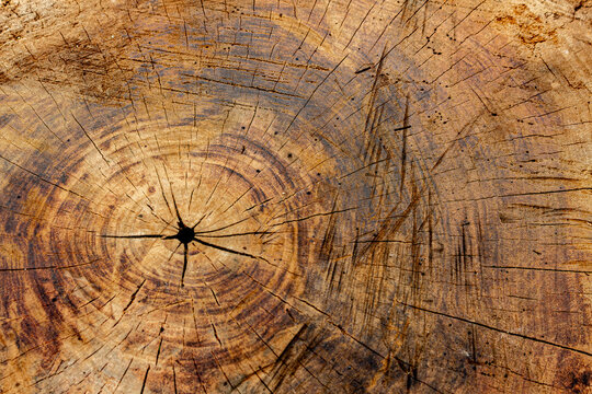 Full frame texture of old tree stump cross section with annual rings and cracks