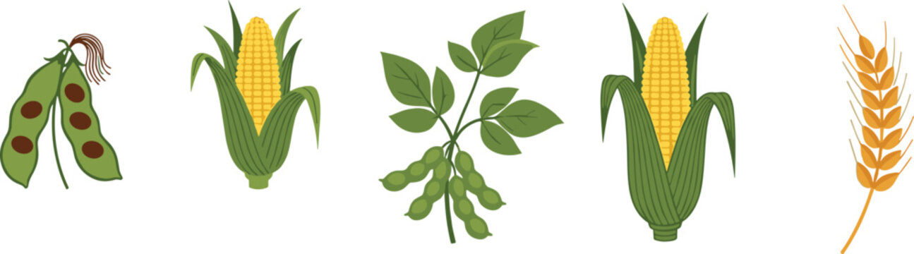 Agricultural crops vector illustration collection featuring organic fresh green peas sweet corn cobs soybean plant and golden wheat ear on transparent background