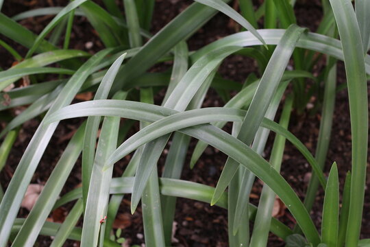 Close-up of lush green sword-shaped leaves overlapping in a garden bed