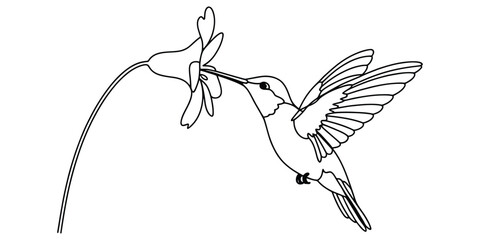 Hummingbird flying and drinking nectar from a flower © Pulok