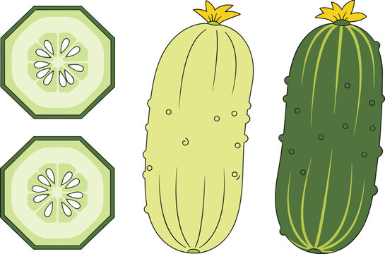 Cartoon green cucumber vector illustration set featuring dark and light gherkins with yellow blossoms and octagonal cross section slices with inner seeds.