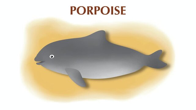 Educational video infographic of porpoise anatomy. Detailing physical features like the shorter mouth, dorsal fin, and spade-shaped teeth. Ideal for marine biology and science education
