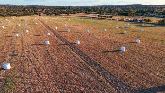Golden stillness: Static side panning drone shot showing the vast extension of the agricultural land with white bales and long shadows.