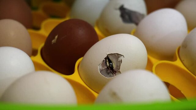 Close up of baby chick hatching from egg inside incubator tray. Cracked eggshell with newborn chick emerging among white and brown eggs. Poultry farming, new life, incubation and agriculture concept.