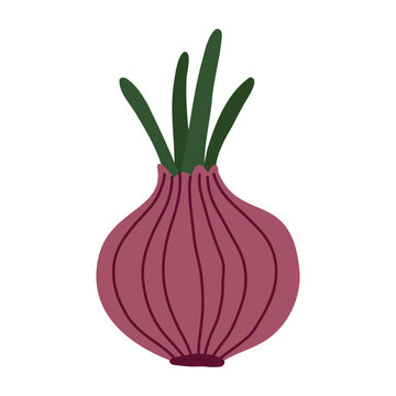 Red onion purple vegetable food organic ripe raw sprout green chives cooking ingredient bulb vector illustration