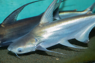 extended high dorsal fin and delicate, fine mouth barbels while gracefully gliding over a gravel in water .This iridescent, metallic-silver shark catfish from aquarium displays its highly distinctive, © Adil