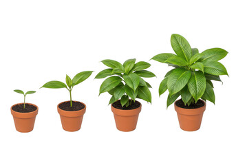 Fototapeta premium Four potted plants showing growth stages isolated on a transparent background