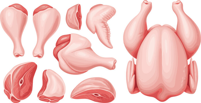 Detailed flat style raw chicken vector illustration set with fresh pink whole carcass separate drumsticks wing thigh parts and steak cut pieces isolated on transparent grid background