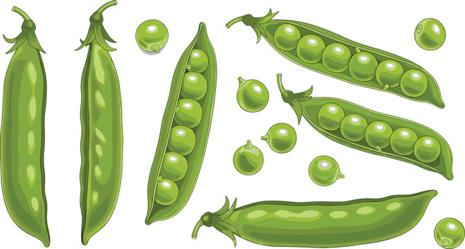 Detailed organic green pea pods vector illustration collection with loose round seeds isolated on white background for healthy food packaging graphic elements.