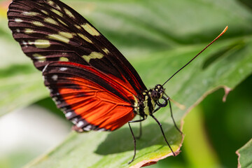 Photographie macro d'un papillon orange et rouge, posé sur une feuille verte.  © Romain