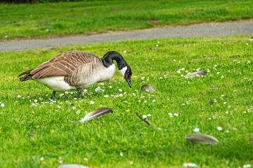 Canada goose (Branta canadensis) grazing on grassy meadow with scattered feathers and spring daisies in a public recreation area in Germany. Urban wildlife scene showing introduced waterfowl in park h © Heidi