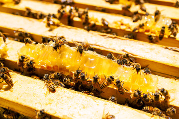 Bees working together to make honey inside beehive in garden during summer season © ungvar