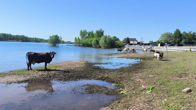 cows in the river
