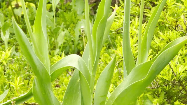 Bright yellow tulips stand tall in a lush green garden. These cheerful flowers endure a rainy day with peaceful resilience. Small water droplets cling to their petals.