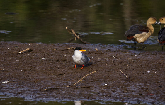 River tern found during safari in Barda National park Porbandar Gujarat India