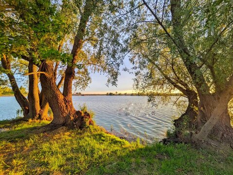Beautiful lake view framed by old willow trees at golden sunset