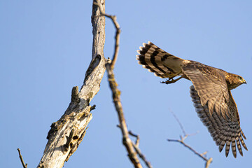 The Cooper's Hawk leap © creativebrosis