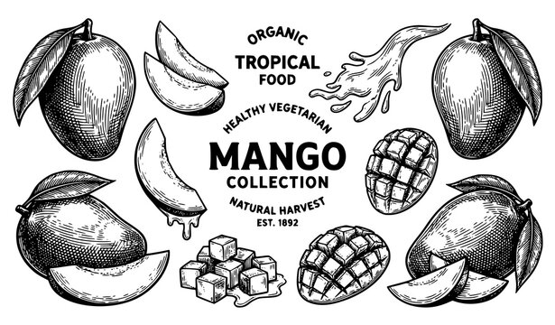 Vintage mango illustration collection whole sliced and cubed fruit graphics
