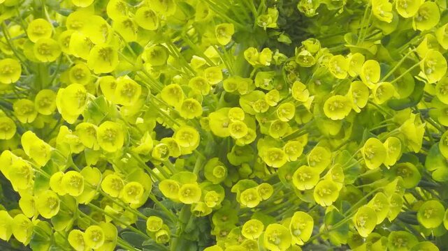 Vibrant yellow flowers lean gracefully in the damp wind. This lively scene feels refreshing and full of hope. The bright blooms bring a sense of cheer to the wet garden.