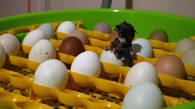 Close up footage of newborn chick emerging from egg inside incubator tray surrounded by white and brown chicken eggs. Poultry farming, hatching process, agriculture and animal birth concept.