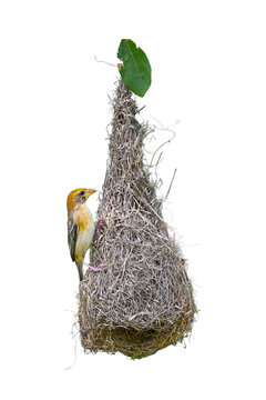 female Baya Weaver (Ploceus philippinus) on the nest on white background,bird isolated
